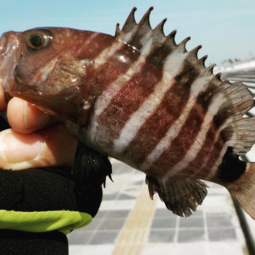 マハタの釣果