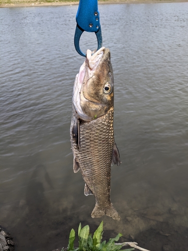 ニゴイの釣果