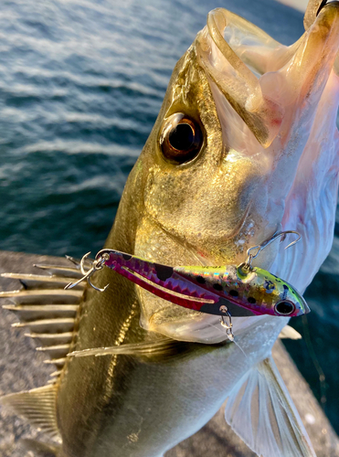 セイゴ（マルスズキ）の釣果