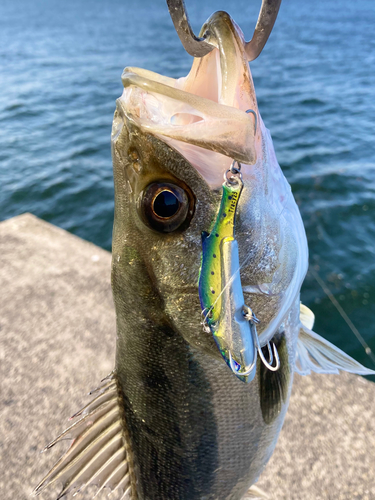 セイゴ（マルスズキ）の釣果