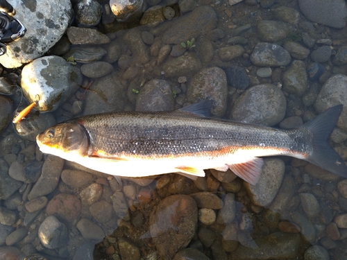 マルタウグイの釣果