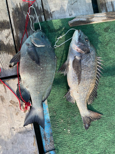 クロダイの釣果