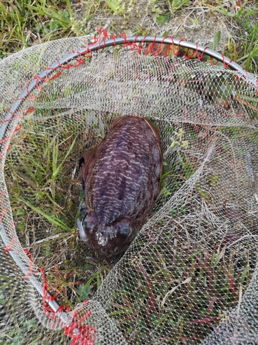 コウイカの釣果