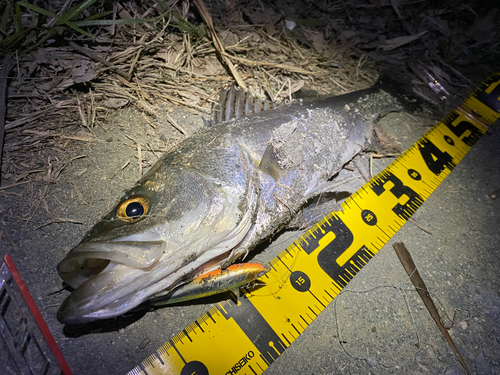 シーバスの釣果