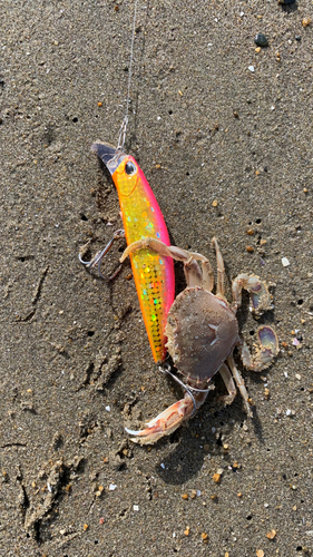 カニの釣果