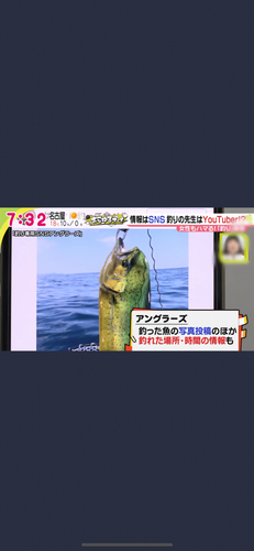 シイラの釣果