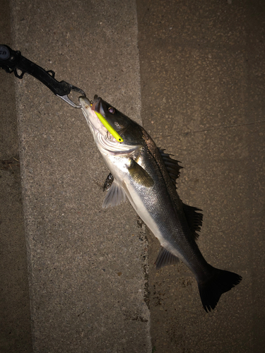 シーバスの釣果