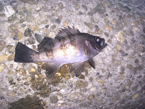 シロメバルの釣果