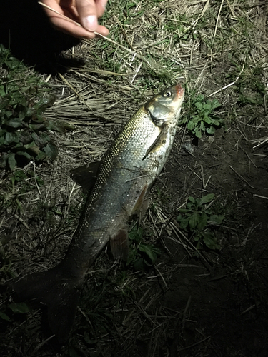 ウグイの釣果