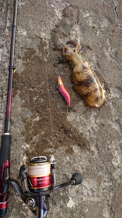 アオリイカの釣果