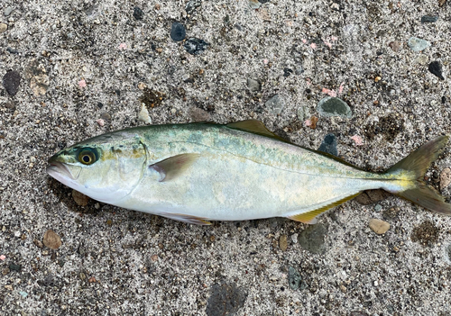 イナダの釣果