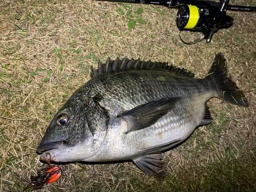 チヌの釣果