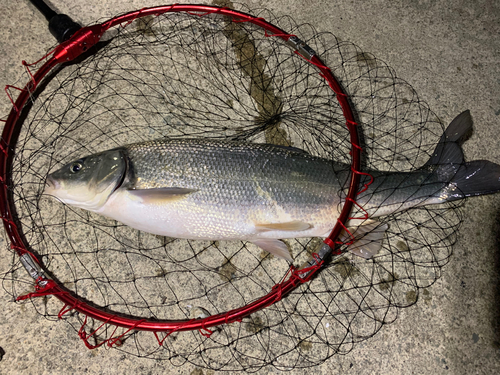 ウグイの釣果