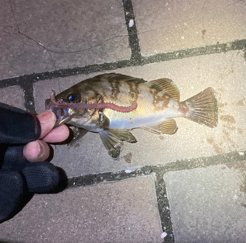 シロメバルの釣果