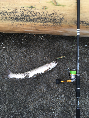 アメマスの釣果