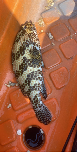 イシミーバイの釣果