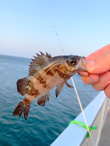 シロメバルの釣果