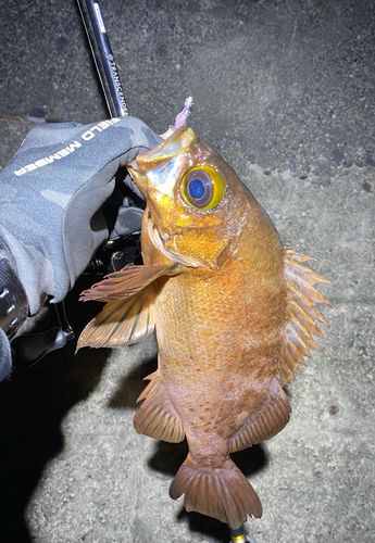 アカメバルの釣果