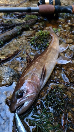 イワナの釣果