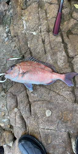 マダイの釣果