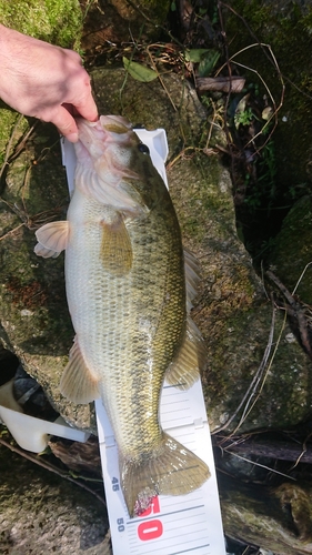 ブラックバスの釣果