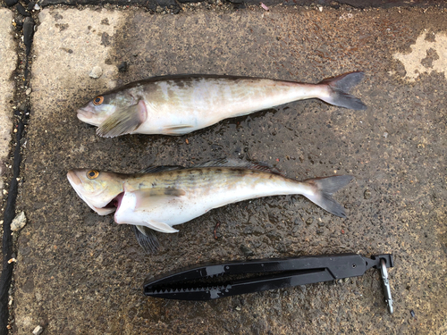 ホッケの釣果