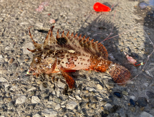 ハオコゼの釣果