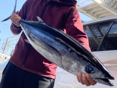 ビンチョウマグロの釣果