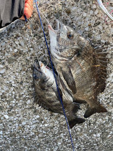 チヌの釣果