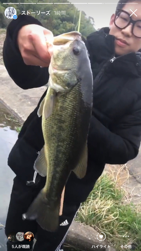 ブラックバスの釣果