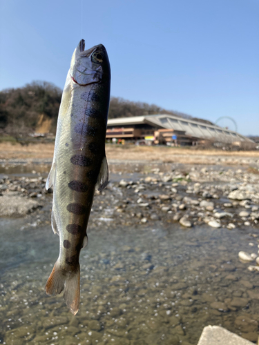 ヤマメの釣果