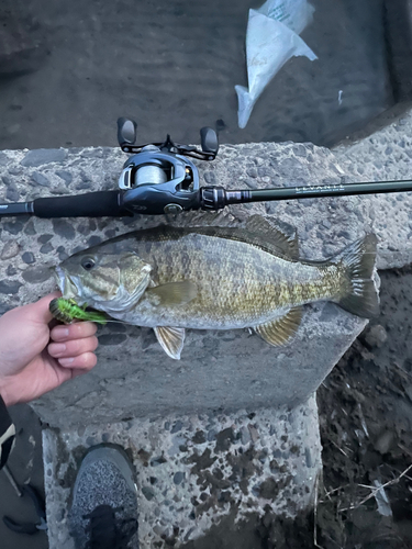 スモールマウスバスの釣果