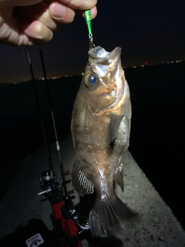 メバルの釣果