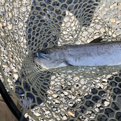 サクラマスの釣果