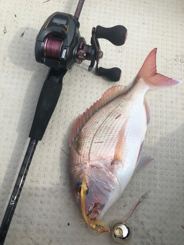 マダイの釣果