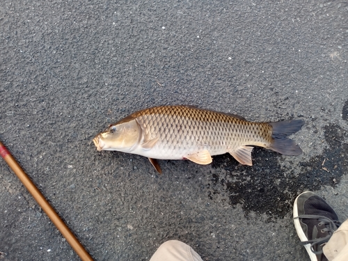 コイの釣果