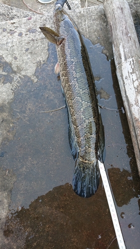 スネークヘッドの釣果