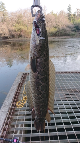 スネークヘッドの釣果