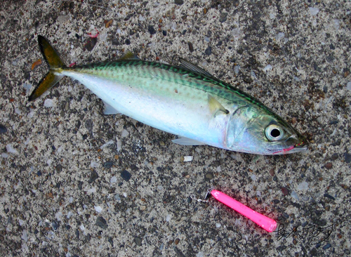 サバの釣果