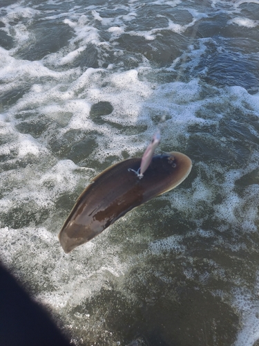 シタビラメの釣果