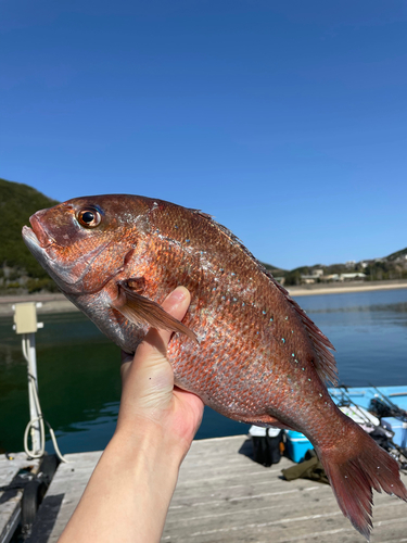 マダイの釣果