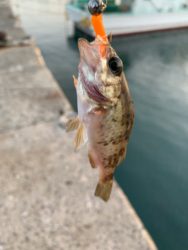 メバルの釣果