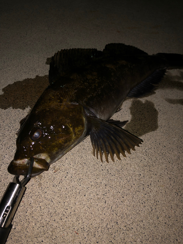 アイナメの釣果