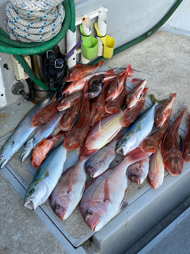 マダイの釣果