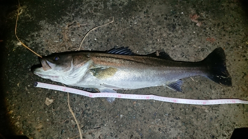 スズキの釣果