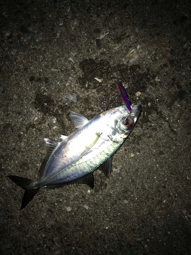 メアジの釣果