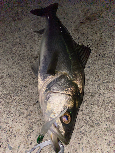 フッコ（マルスズキ）の釣果