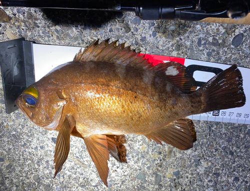 アカメバルの釣果
