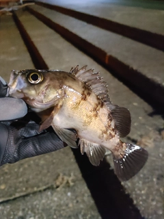 クロメバルの釣果