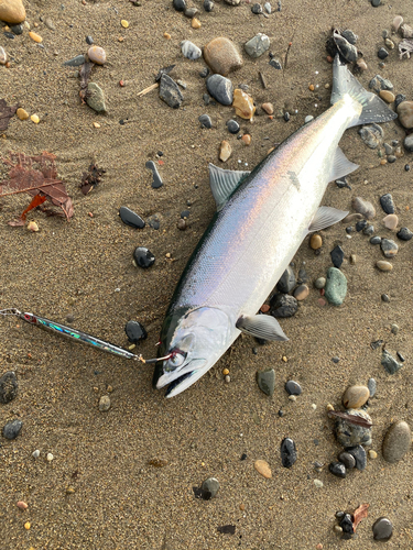 ウミサクラの釣果